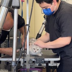 Bonnie's Dog & Cat Grooming - These folks are amazing - so fast too!