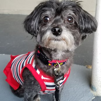 Clipz Pet Salon - Took Daisy for a grooming after looking like a bear and look at her now... like a lady wearing her dress too. Thank you Clipz - Pet Groomers Near Me - Upland, California