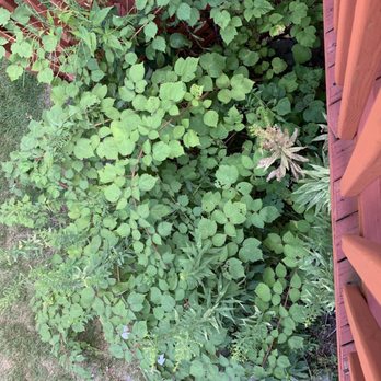 Sanchez Landscaping - Hard scape area. Weeds and shrubs - Tree Services Near Me Sanchez Landscaping - Hard scape area. Weeds and shrubs - Tree Services Near Me