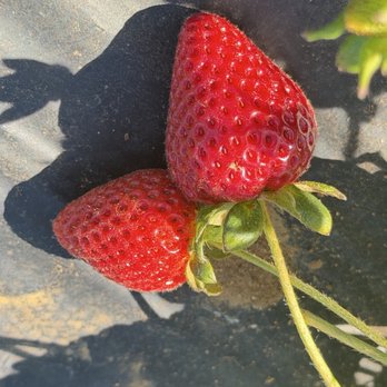 Kenny's Strawberry Farm - Fruits & Veggies Near Me - Fallbrook, California