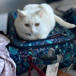 Blanca Senior Cat Adoptee Blanca Senior Cat Adoptee