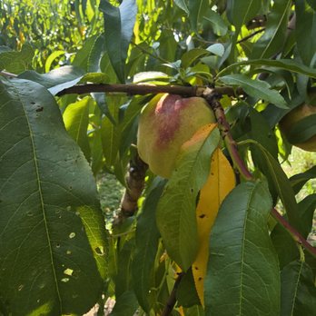 Indian Creek Farm - Peach tree. - Fruits & Veggies Near Me - Ithaca, New York Indian Creek Farm - Peach tree. - Fruits & Veggies Near Me - Ithaca, New York