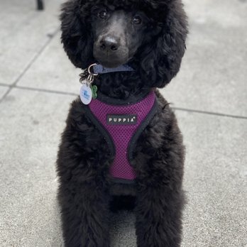 Tefani & So. Dogcare - Poodle groom - Pet Sitting Near Me - San Francisco, California Tefani & So. Dogcare - Poodle groom - Pet Sitting Near Me - San Francisco, California