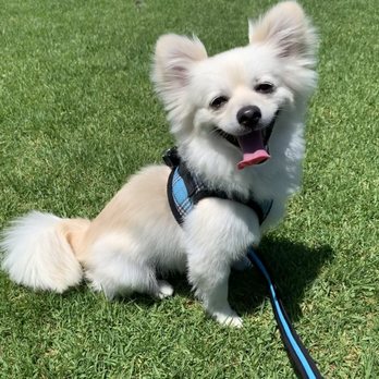OC Pom Rescue - Community Service/Non-Profit Near Me - Huntington Beach, California