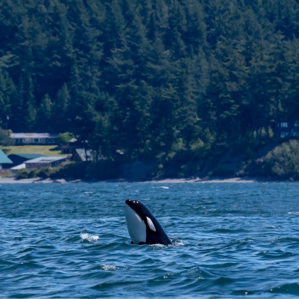 Maya's Legacy Whale Watching - Whale Watching Tours Near Me - Friday Harbor, Washington Maya's Legacy Whale Watching - Whale Watching Tours Near Me - Friday Harbor, Washington