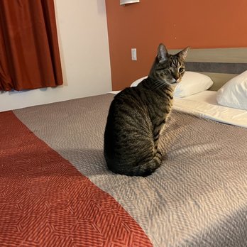 Motel 6 - Kearney - Pets stay free - Hotels Near Me - Kearney, Nebraska Motel 6 - Kearney - Pets stay free - Hotels Near Me - Kearney, Nebraska