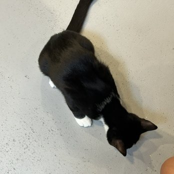 Kona Kat Cafe - Tuxedo - Pet Adoption Near Me - Kailua-Kona, Hawaii