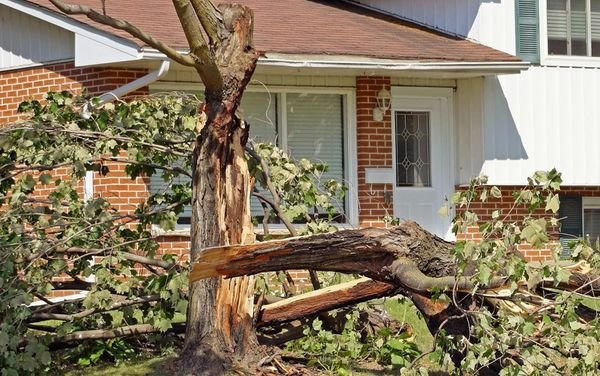 Charlie Seek Tree Service - tree service in Severn, MD