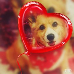 Top Dog Grooming Salon - We love them all little ans small