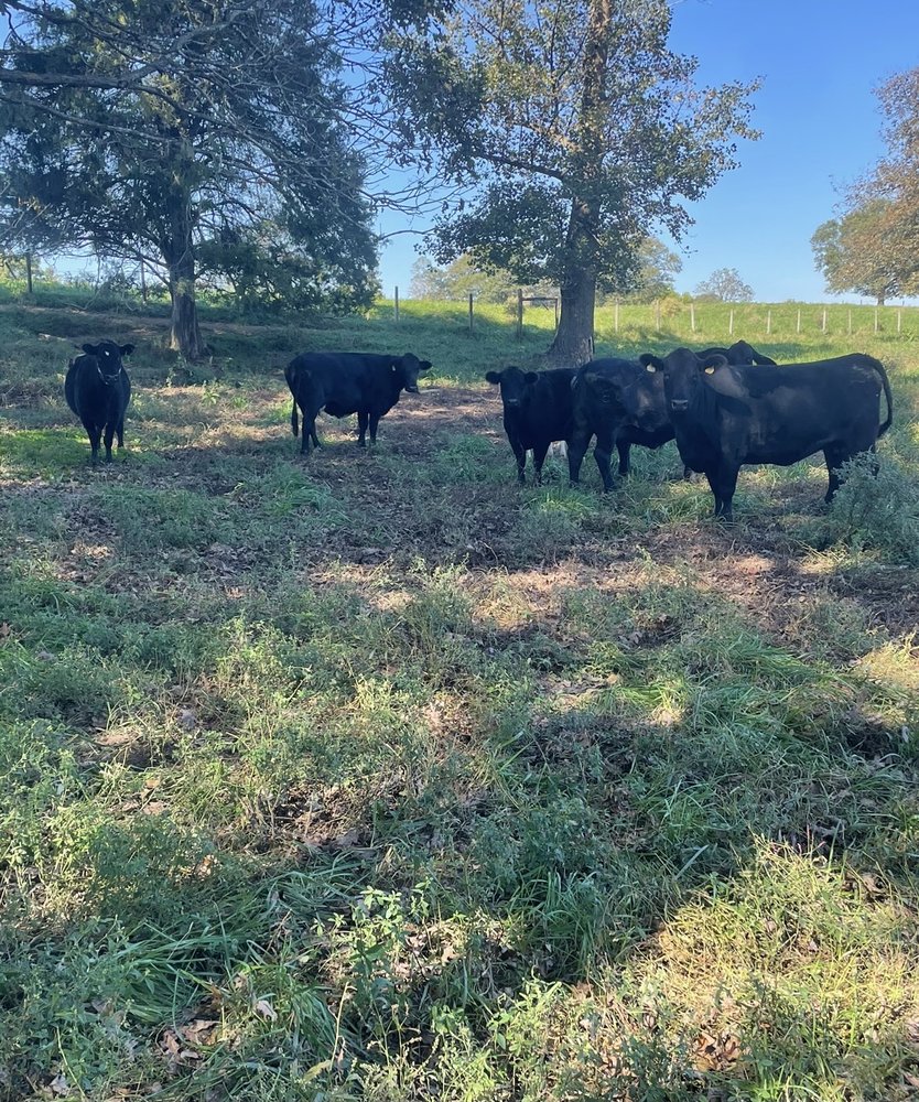 Social spots from 320 Livestock