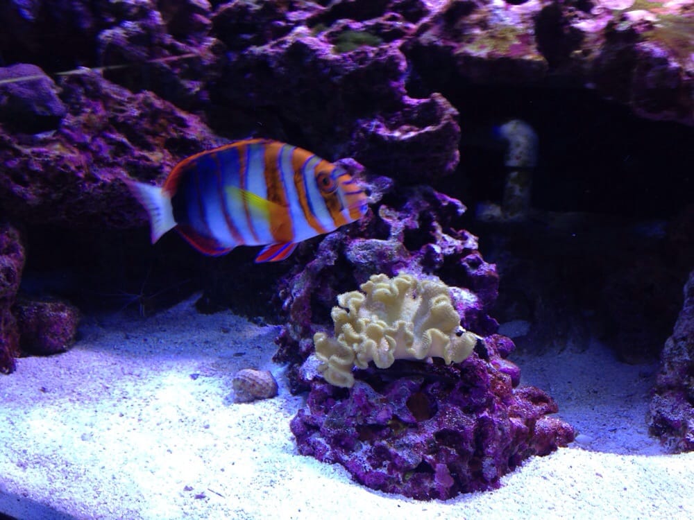 V. I. PETS Updated May 2024 4191 Plainfield Ave N E, Grand Rapids