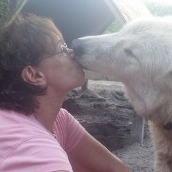 Shy Wolf Sanctuary Education & Experience Center - "Hey no tongue!" - Animal Shelters Near Me Shy Wolf Sanctuary Education & Experience Center - "Hey no tongue!" - Animal Shelters Near Me