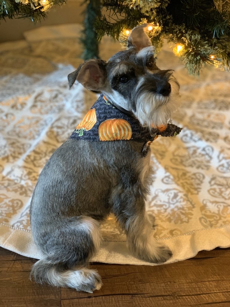 GINNY’S PET GROOMING 10 Photos & 26 Reviews 2111 Hoskins Dr, Houston, Texas Pet Groomers