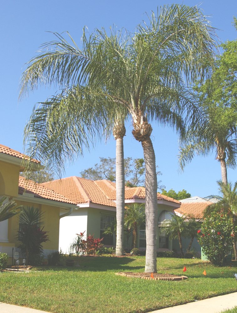 PALMS FOR SALE Updated October 2024 6425 Ulmerton Rd, Largo