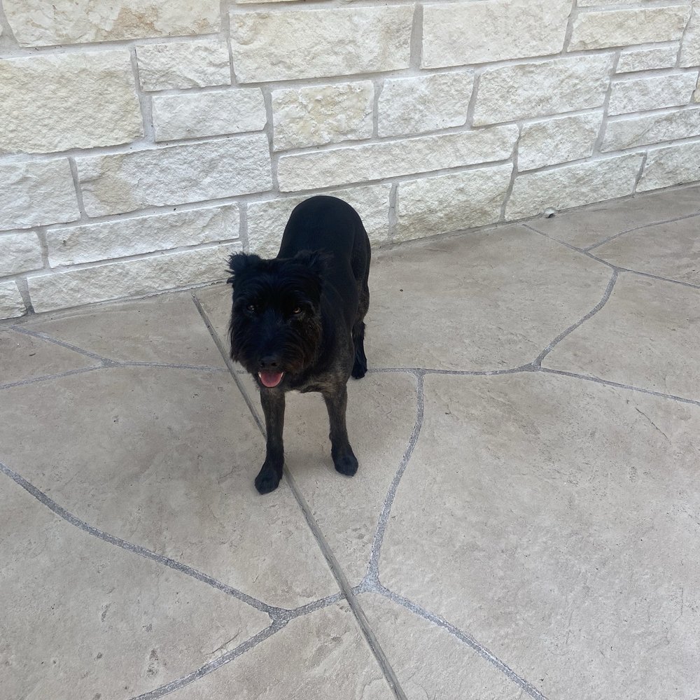 Pet Supplies Plus Champion Forest - Summer cut! Ready for the heat!!! - Pet Stores Near Me - Spring, Texas Pet Supplies Plus Champion Forest - Summer cut! Ready for the heat!!! - Pet Stores Near Me - Spring, Texas