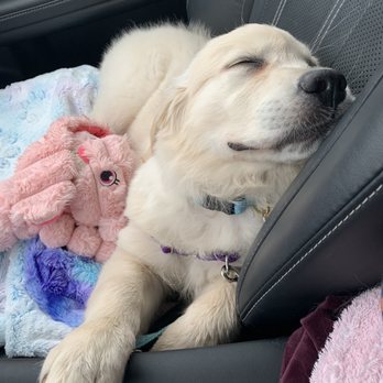 All Stage Canine Development - Dreaming of the puppy social! - Pet Training Near Me - Citrus Heights, California All Stage Canine Development - Dreaming of the puppy social! - Pet Training Near Me - Citrus Heights, California