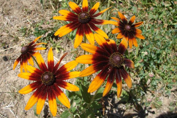 Silvara Cellars by null