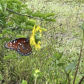 Sweet Bay Nursery - Home & Garden Near Me - Parrish, Florida Sweet Bay Nursery - Home & Garden Near Me - Parrish, Florida