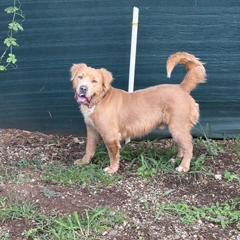 Kama'aina K9 Adventures - Pet Sitting Near Me - Waipahu, Hawaii