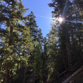 Bristlecone Trail - Hiking Near Me - Mount Charleston, Nevada