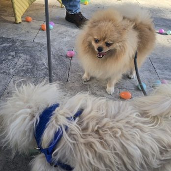 Drooling Dog Bakery - Pet Stores Near Me - Fort Myers, Florida