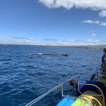 Maui Reef Adventures - Snorkeling Near Me - Ma'alaea, Hawaii Maui Reef Adventures - Snorkeling Near Me - Ma'alaea, Hawaii