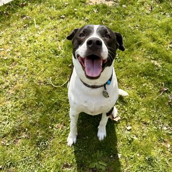 Beezy's Pack - Pet Training Near Me