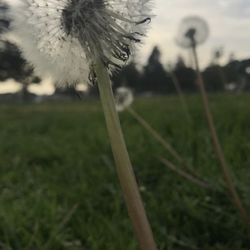 Portal of the Folded Wings - 01/16/2018