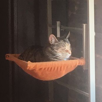 Mac Tabby Cat Cafe - Themed Cafes Near Me - Charlotte, North Carolina Mac Tabby Cat Cafe - Themed Cafes Near Me - Charlotte, North Carolina