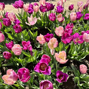 Wicked Tulips Flower Farm - Pick Your Own Farms Near Me - Preston, Connecticut Wicked Tulips Flower Farm - Pick Your Own Farms Near Me - Preston, Connecticut