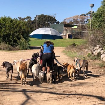 Agius Pet Services - Walking the Pack - Dog Walkers Near Me Agius Pet Services - Walking the Pack - Dog Walkers Near Me