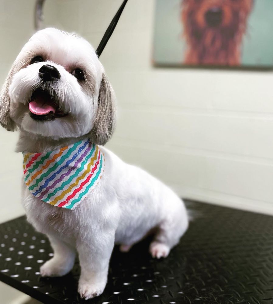 FAIRVIEW BOARDING Updated April 2024 36 Photos 1923 Charlotte Hwy, Fairview, North