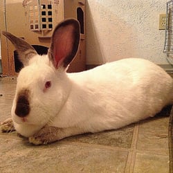 Archer Road Animal Hospital - BunnyBun relaxing