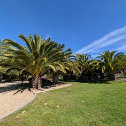 Oceanview Park - Looks like some nice Canary Island Date Palm Trees here