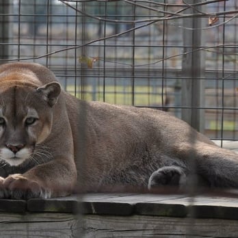 Summerfield Zoo - Canyon the Mountain Lion - Zoos Near Me - Belvidere, Illinois Summerfield Zoo - Canyon the Mountain Lion - Zoos Near Me - Belvidere, Illinois