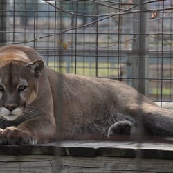 Summerfield Zoo