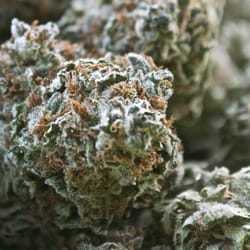 Terpene Station - Great photo of the God Bud we have in store
