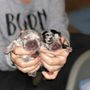 Rare French Bulldogs