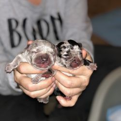 Rare French Bulldogs - Just Born. Beautiful Merle's. Please call anytime one boy one girl. Gucci Goo and Gucci Mane FYI Not cheap.