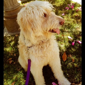 Love For Paws - Honey Bee - Pet Training Near Me - Richmond, Virginia Love For Paws - Honey Bee - Pet Training Near Me - Richmond, Virginia