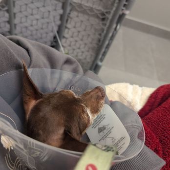 Veterinary Emergency Group - In overnight room at VEG - Emergency Pet Hospital Near Me - Anaheim, California Veterinary Emergency Group - In overnight room at VEG - Emergency Pet Hospital Near Me - Anaheim, California