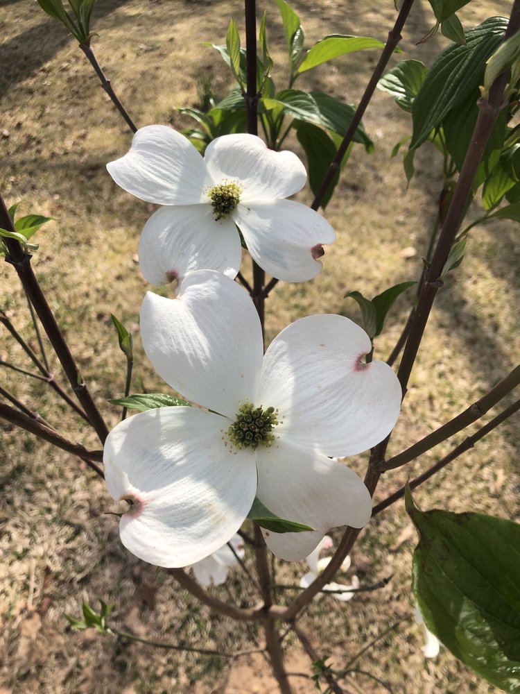 HARRIS NURSERY Updated August 2024 65 Photos & 10 Reviews 9780