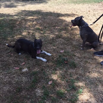 Eggers Dog Training - Meeting Dave's dog. - Pet Training Near Me Eggers Dog Training - Meeting Dave's dog. - Pet Training Near Me