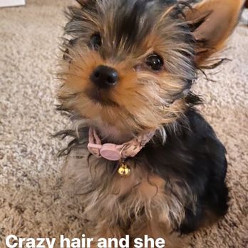 Healthy Paws & Co.  - My baby girl Penny - Pet Stores Near Me - San Antonio, Texas