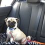 Photo of Pawz at Play