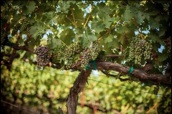 Merus Wines by null