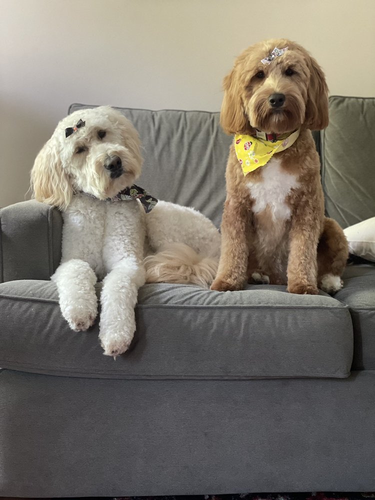 HOLLYWOOD DOGS GROOMING SPA Updated September 2024 18 Reviews