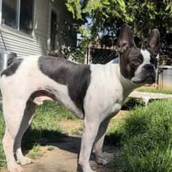 Tacoma Police Headquarters - Stolen from my yard, 6.15.26