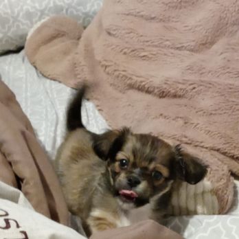 PetSmart - Bambi my baby he's a long hair Chihuahua 6 weeks - Pet Training Near Me - Parma, Ohio