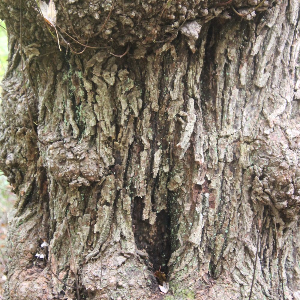 Trail View State Park - Gnarly - Hiking Near Me Trail View State Park - Gnarly - Hiking Near Me